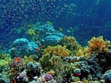 Дайвинг-приключение на севере Красного моря и вокруг островов Бразерс