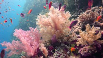 Подводная Египетская сила: от Бразерс через Дедалус до Эльфинстоуна