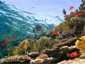 Сафари Дальний Юг - Сент Джонс