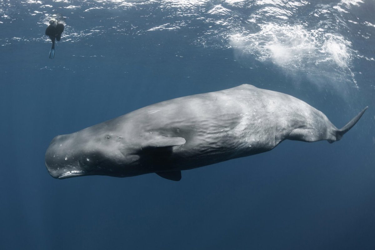 Все лучшее на Маврикии