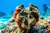 Подводные красоты островов Симилан и Сурин