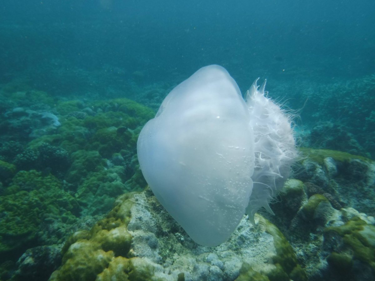 Дейли-дайвинг Содвана Бэй + Понта ду Оро + парки c животными