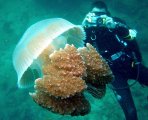 Подводные красоты островов Симилан и Сурин
