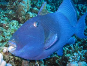 Сафари на новой яхте Red Sea Aggressor V - Дальний Юг острова Роки и Забаргад