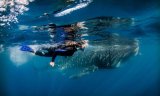 Китовые акулы в море Кортеса