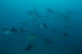 Дайвинг-сафари на яхте GALAPAGOS MASTER + экскурсии в Перу. 10 ночей