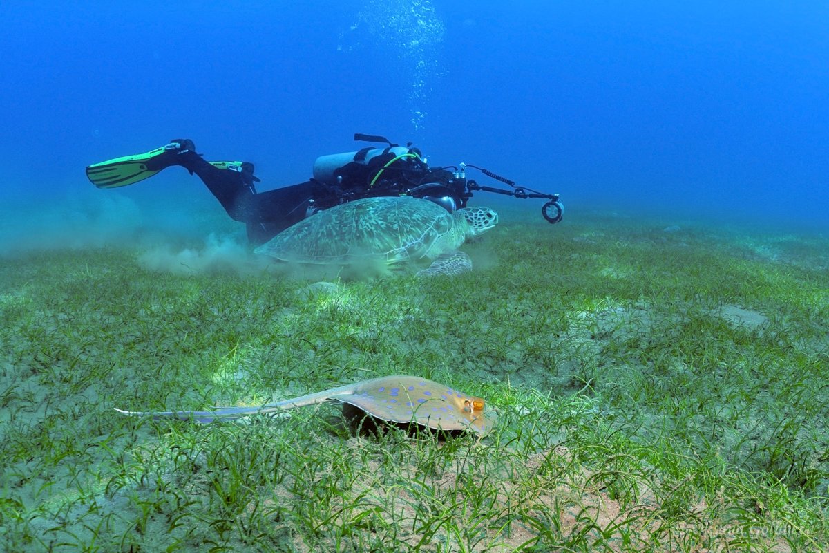 Курс SSI Advanced Open Water Diver Продвинутый дайвер в Подмосковье (Групповой)