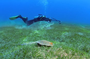 Курс SSI Advanced Open Water Diver Продвинутый дайвер в Подмосковье (Групповой)