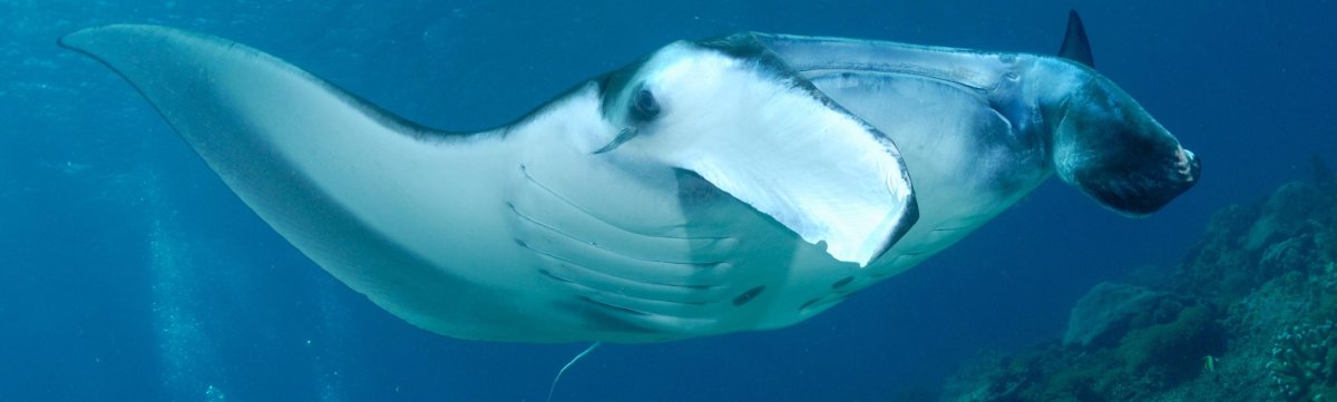 Остров Калимантан - сказочный мир Деравана. Дейли-дайвинг.