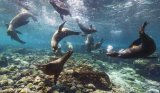 Дайвинг-сафари на яхте GALAPAGOS MASTER + экскурсии в Перу. 10 ночей