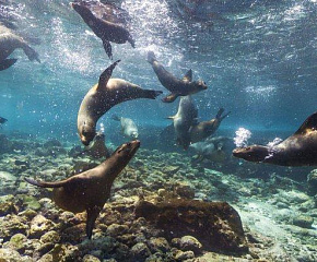 Галапагосы и острова Darwin и Wolf на борту Galapagos Aggressor III