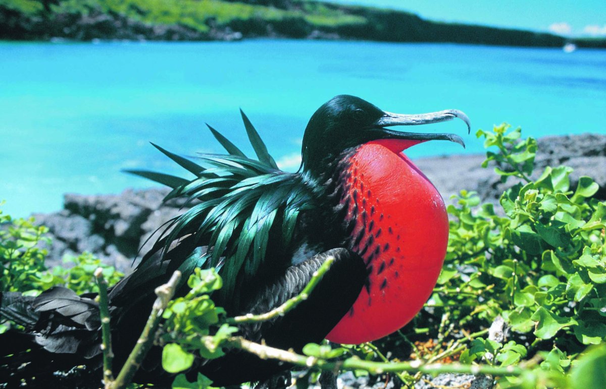 Дайвинг-сафари на яхте GALAPAGOS MASTER + экскурсии в Перу. 10 ночей