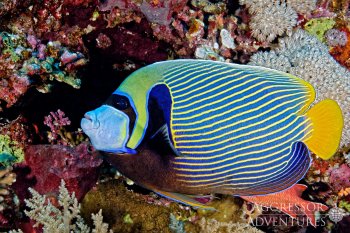 Сафари на новой яхте Red Sea Aggressor V - Дальний Юг острова Роки и Забаргад