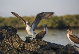 Галапагосы и острова Darwin и Wolf на борту Galapagos Aggressor III