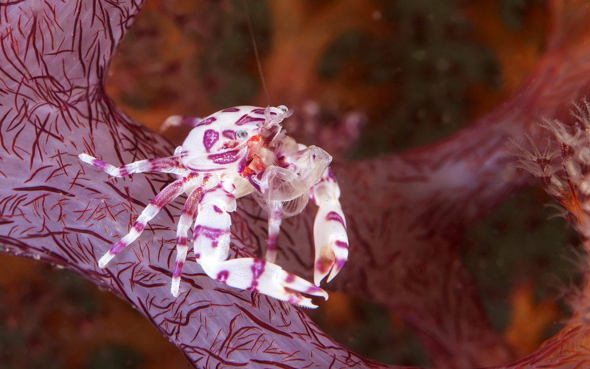 Дейли-дайвинг в роскошном СПА-отеле - 7 ночей удовольствия!