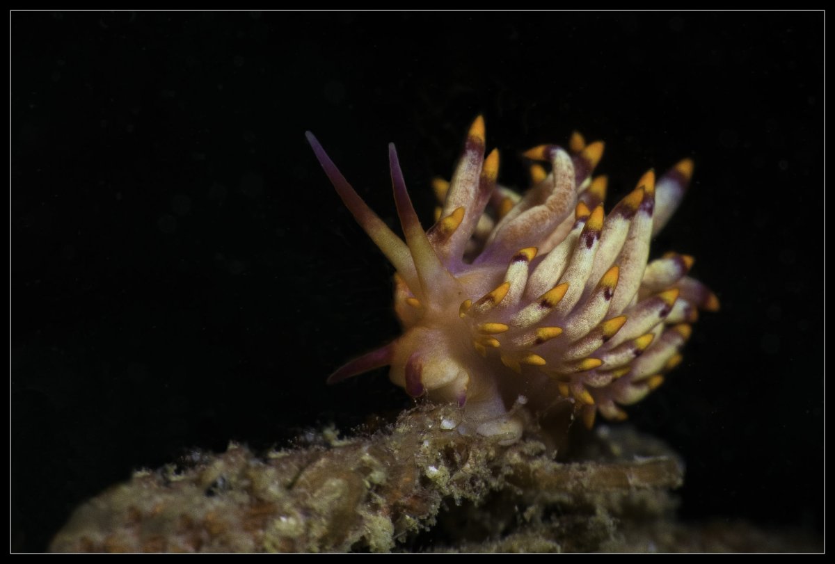 Дейли-дайвинг в роскошном СПА-отеле - 7 ночей удовольствия!