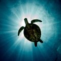 Большой круиз по островам Висайяс 10 ночей