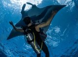 Дайвинг сафари море Кортеса. Косатки и летающие манты