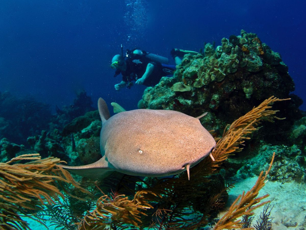 Сокорро - Мексиканские Галапагосы