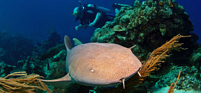 Дайвинг-сафари на Море Кортеса, классический маршрут 7 ночей