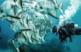 Дайвинг-сафари на Море Кортеса, классический маршрут 7 ночей