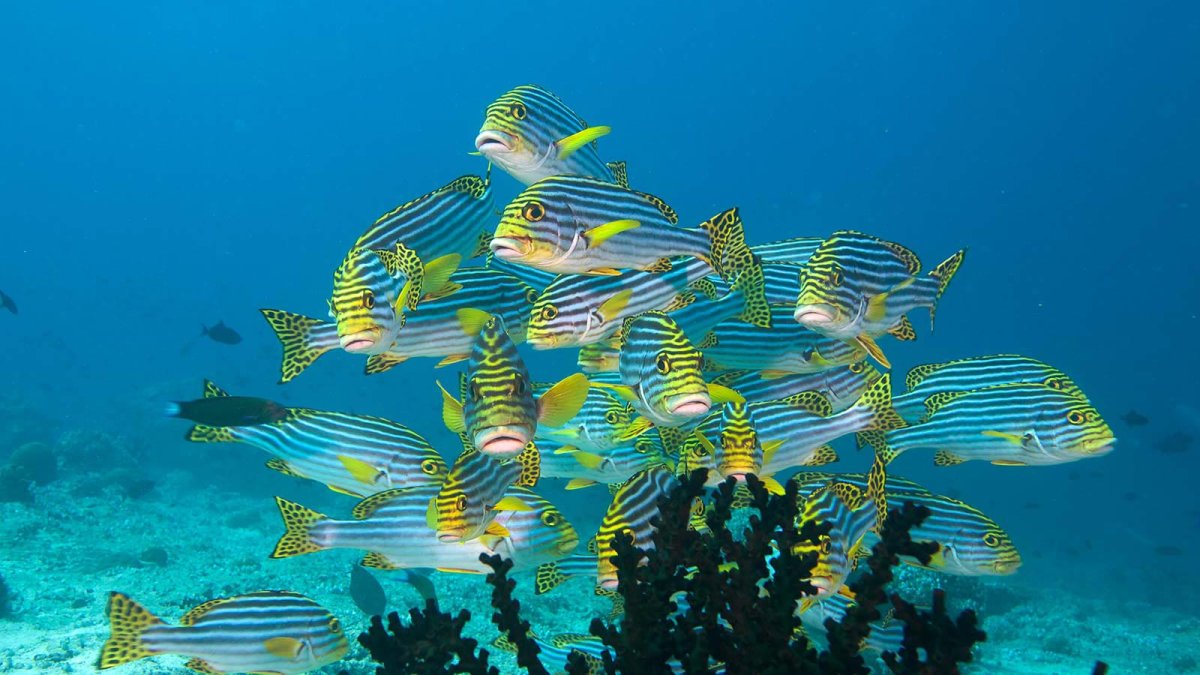 Невероятные Мальдивы: всё самоё лучшее