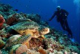 Удивительный мир Палау на борту Palau Aggressor II