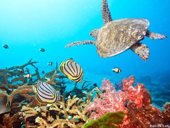 Маршрут Лучшее на Мальдивах на яхте класса люкс SCUBASPA. Дайвинг, йога и SPA