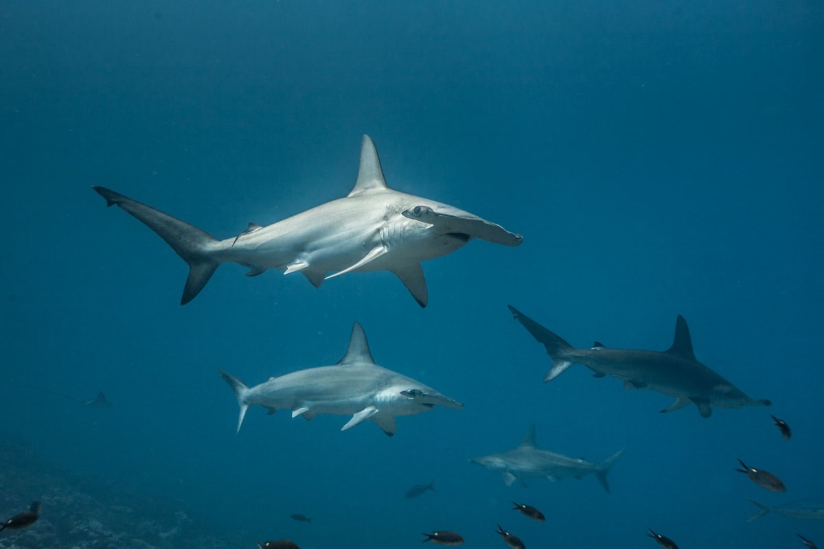 Остров Калимантан - сказочный мир Деравана. Дейли-дайвинг