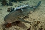 Дайвинг сафари на яхте Oman Explorer, заповедник Дайманият