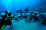 Дайвинг-сафари на Море Кортеса, классический маршрут 7 ночей