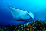 Подводные красоты островов Симилан и Сурин