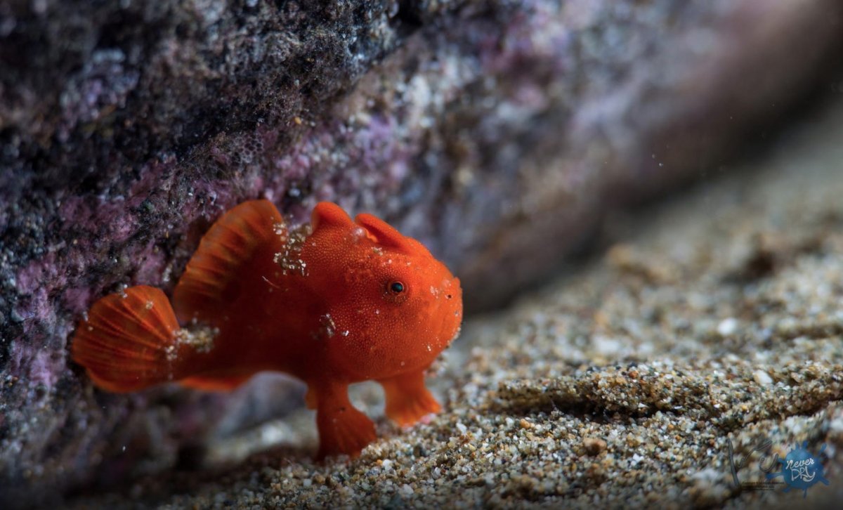 Дейли-дайвинг в роскошном СПА-отеле - 7 ночей удовольствия!