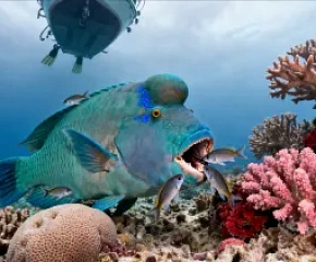 Затонувшие корабли и рифы в северной части Красного моря