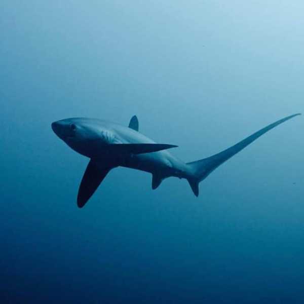 Лисьи акулы на Филиппинах