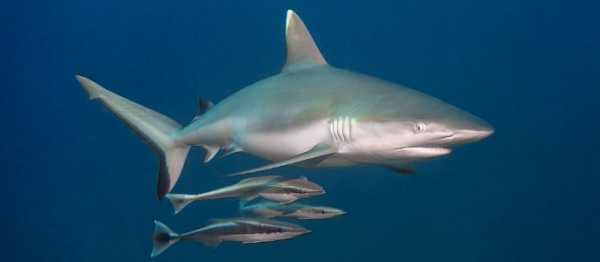 Великолепие южных атоллов и водоворот акул