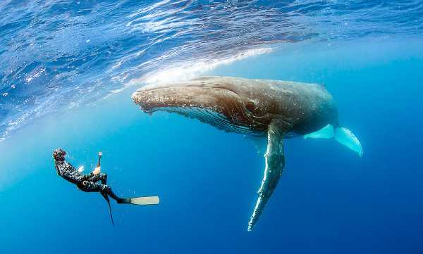 Ход сардин и сезон китов 2024