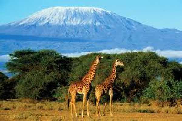 Животный парков Танзании и дайвинг на острове Мафия